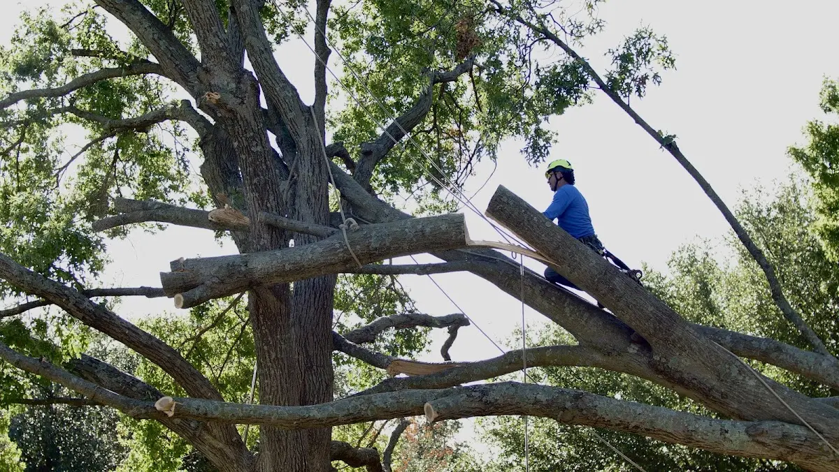 Professional Crown Thinning performed by certified arborists in Maple Mount