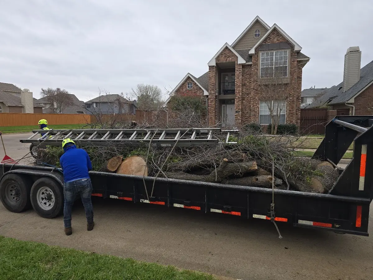 Expert Tree Pest Control with proper safety equipment in Maple Mount